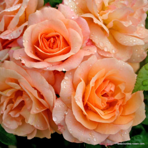 APRICOL®